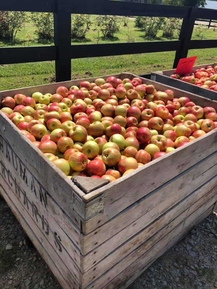 U-Pick Apples at Hidden Valley Orchards 3