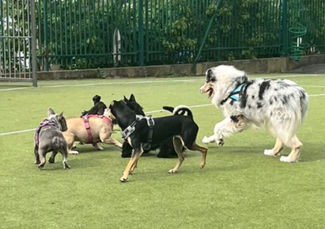 Parc Canin des Puces de Saint-Ouen 1