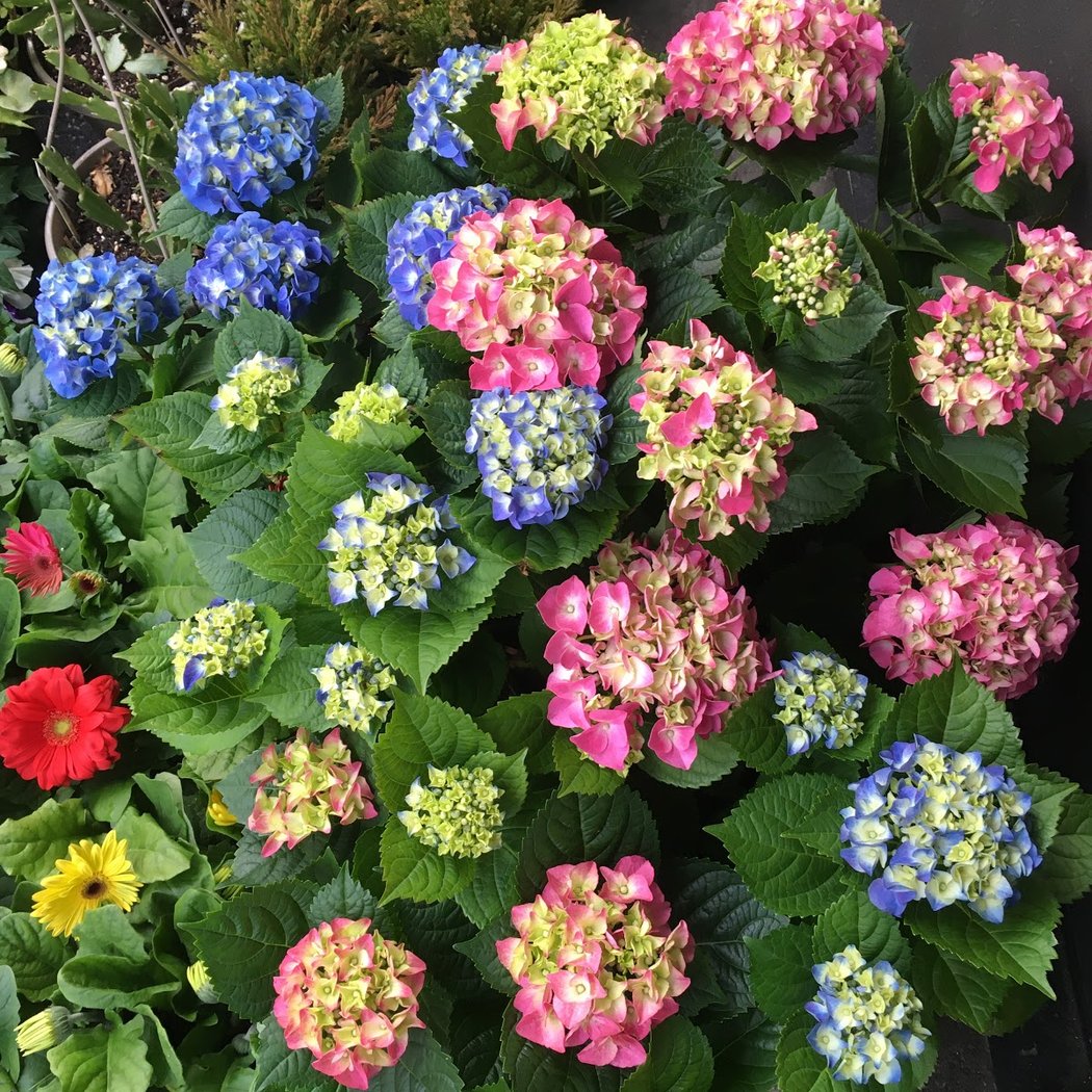 Jackson Heights Garden Center 1