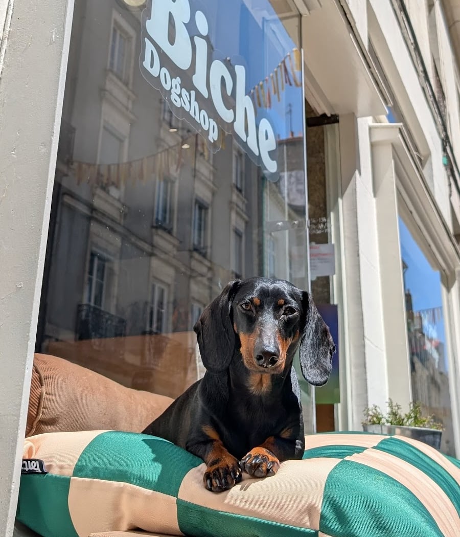 Biche dogshop 1