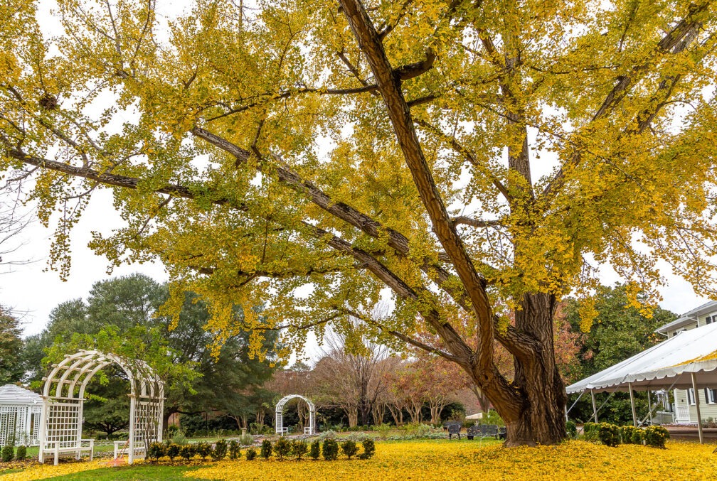 Lewis Ginter Botanical Garden 3