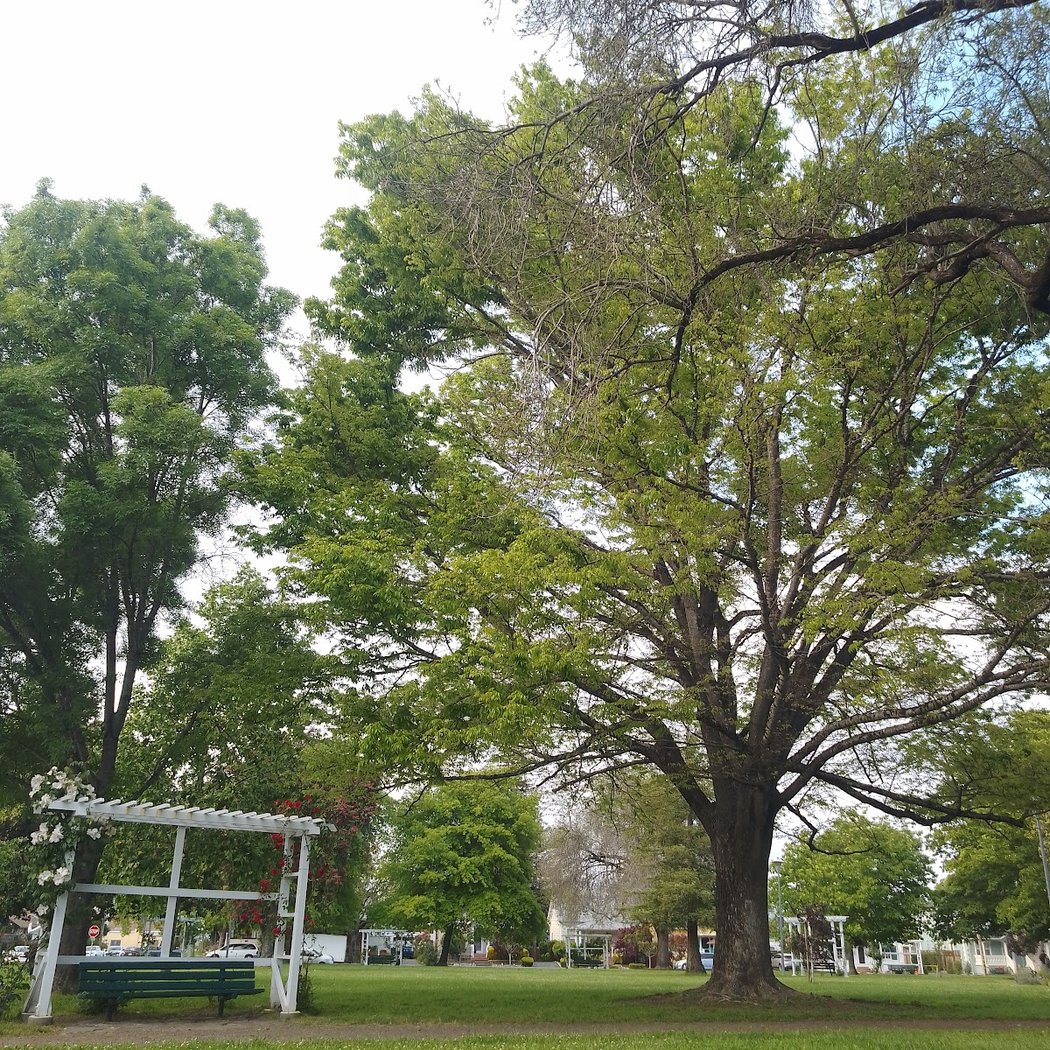 Wickersham Park 3