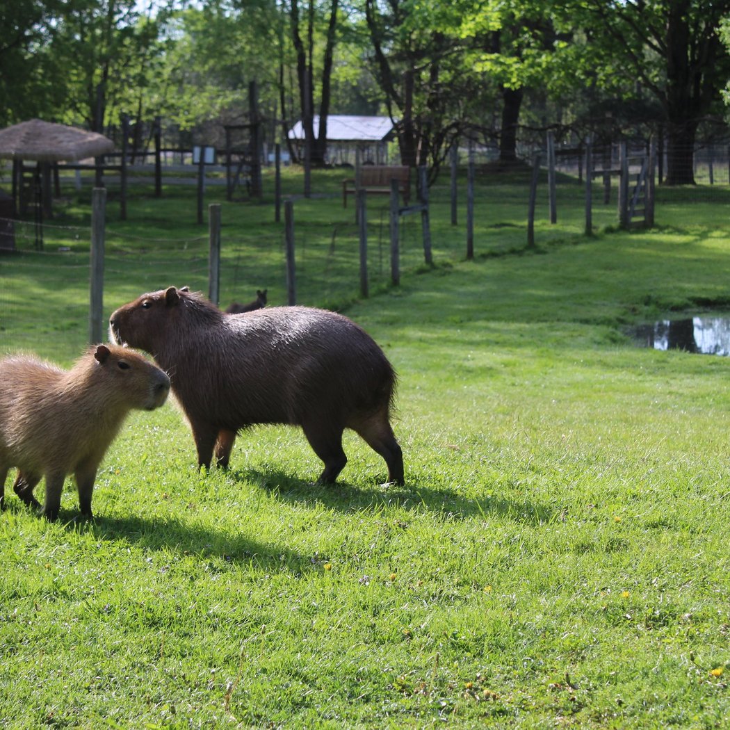 Fort Rickey Discovery Zoo 2