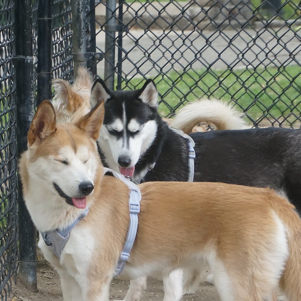 Franz Sigel Dog Run 3