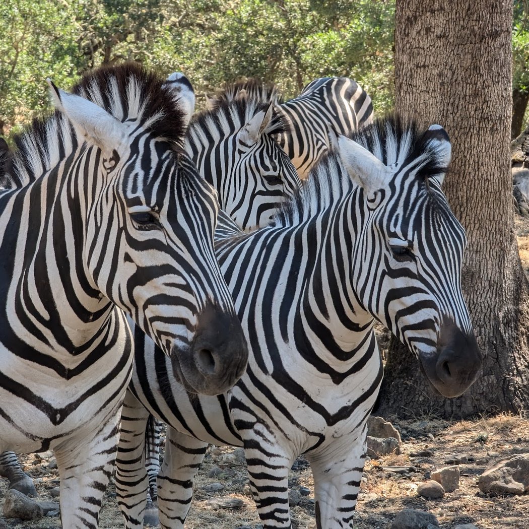 Valentine's Safari Tour for the Grown Ups 3