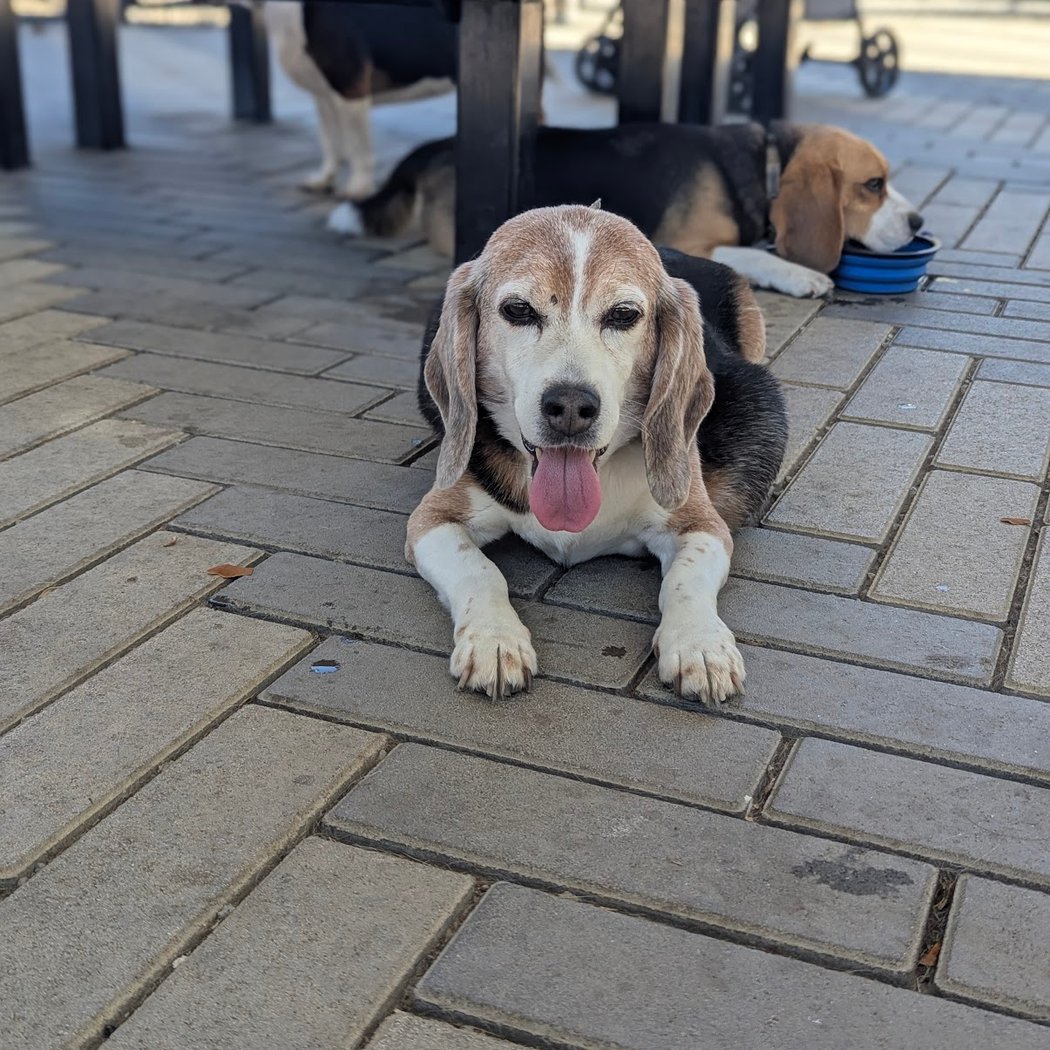 Newbark Dog Park 1