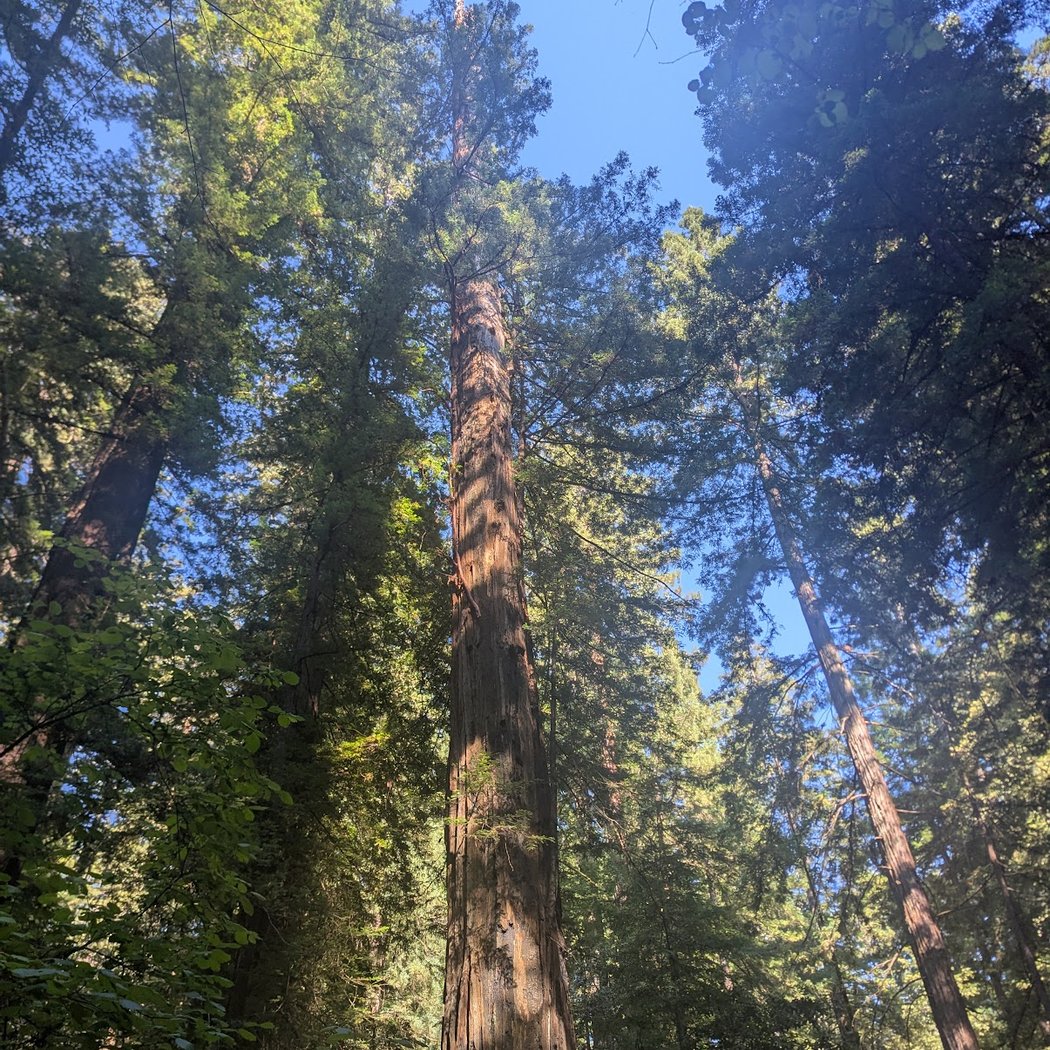 Armstrong Redwoods State Natural Reserve Visitor Center 1