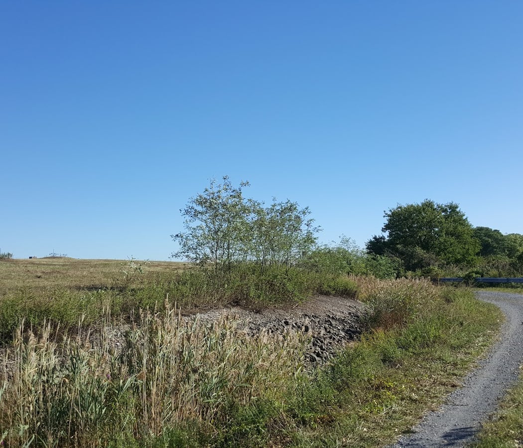 Birding: Spring Migration 3