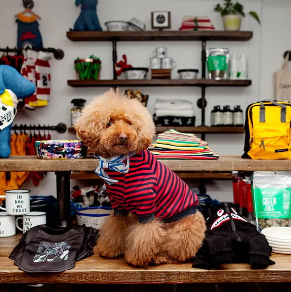 DOG & CO. 1