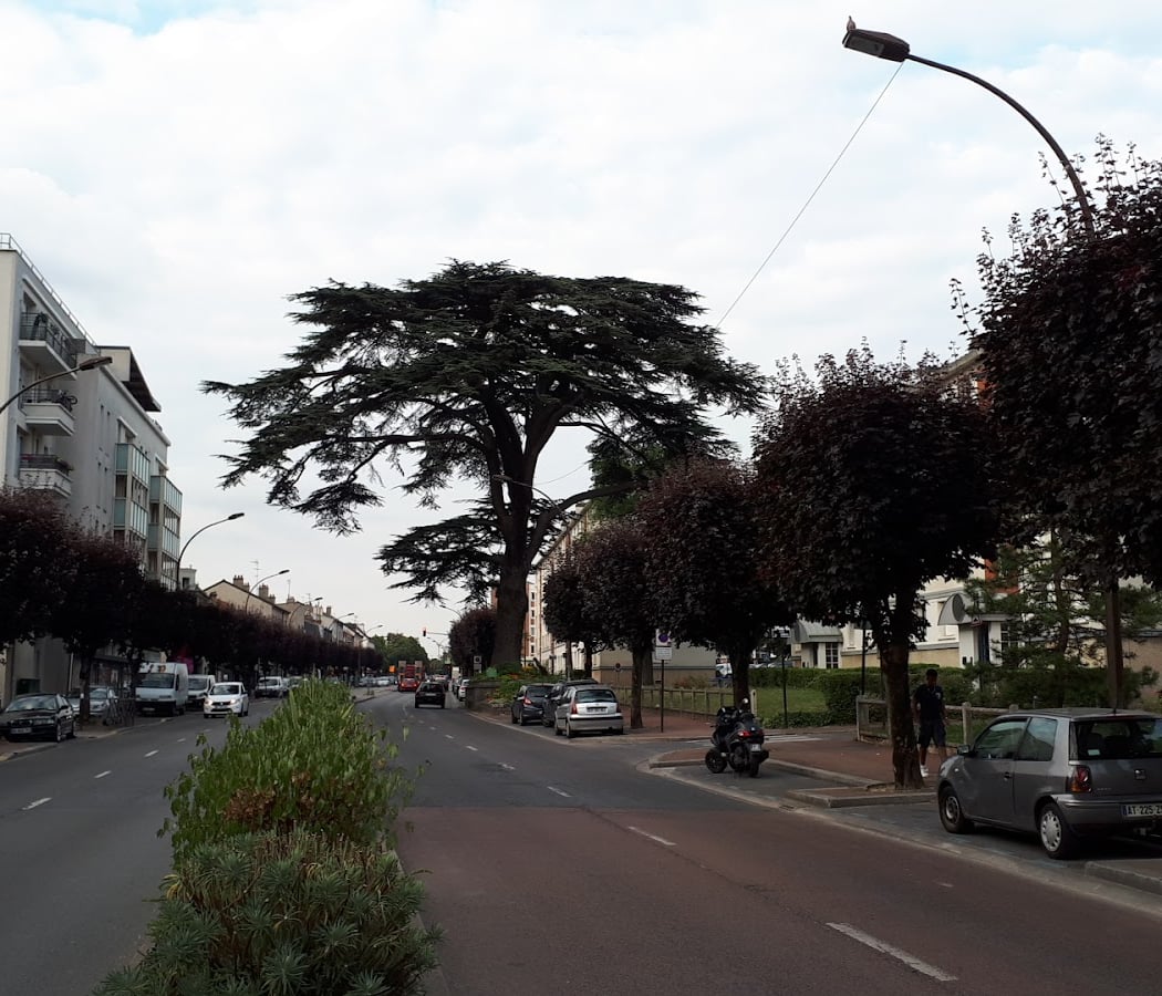 Cèdre du Liban 2