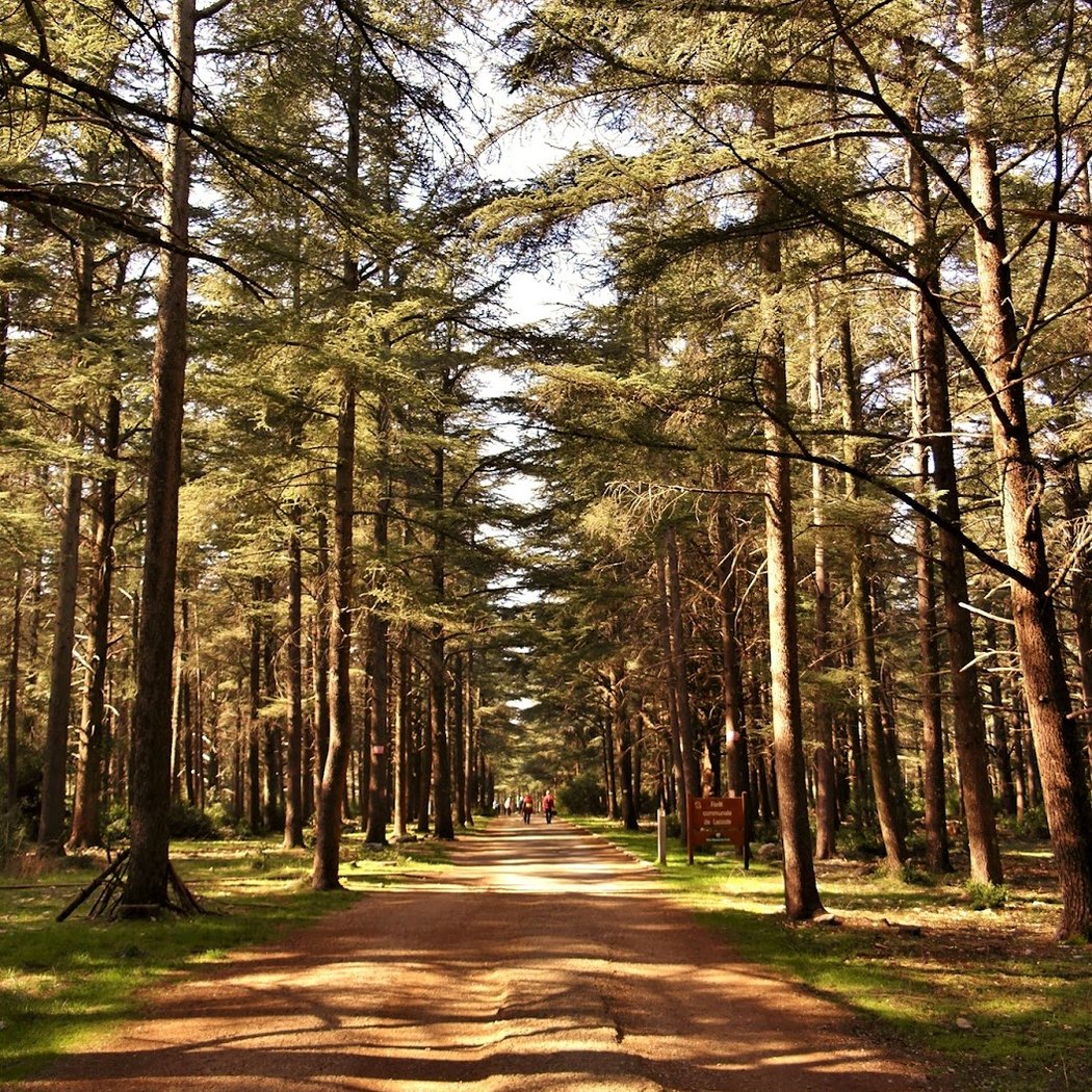 Forêt des cèdres du Luberon 1