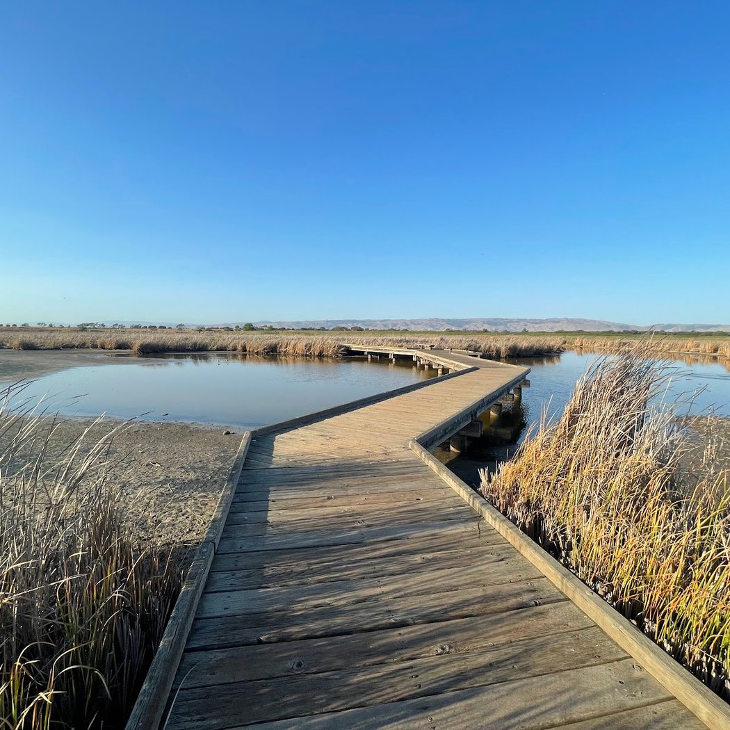 Wings of the Wetland 1