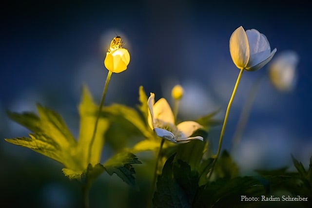 Duke Farms After Dark: Fireflies 2
