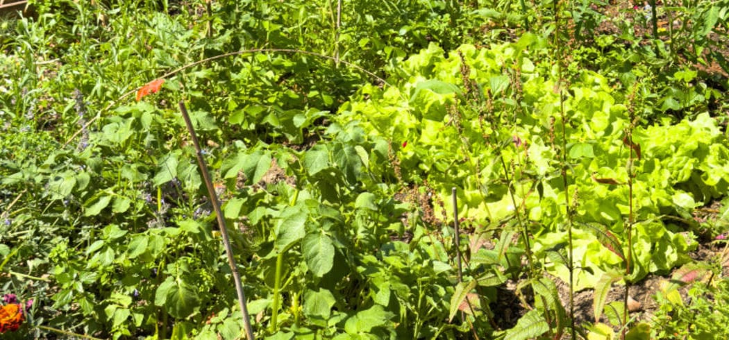 Permanences du jardin partagé Jean Monnet 1