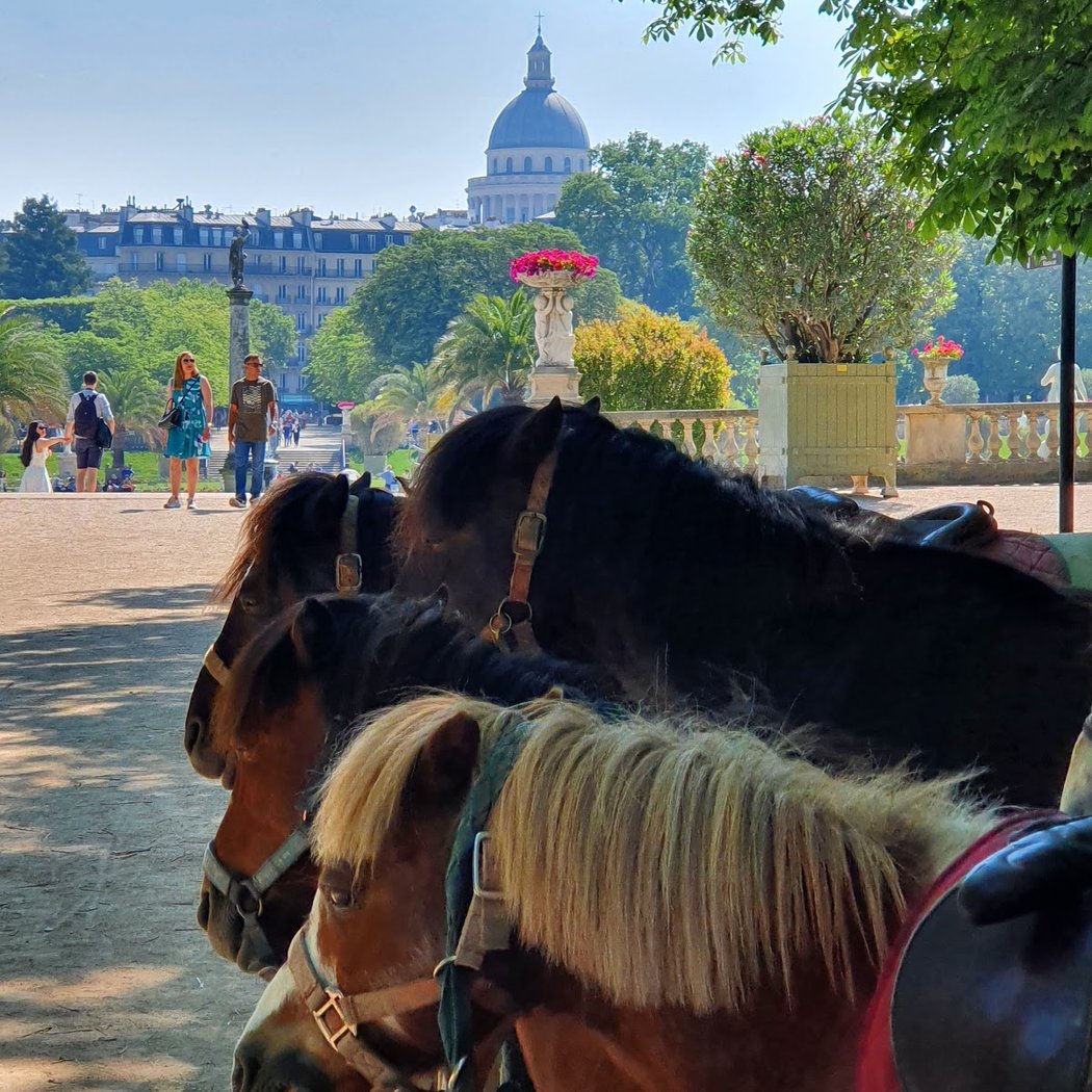 Poney rides 3