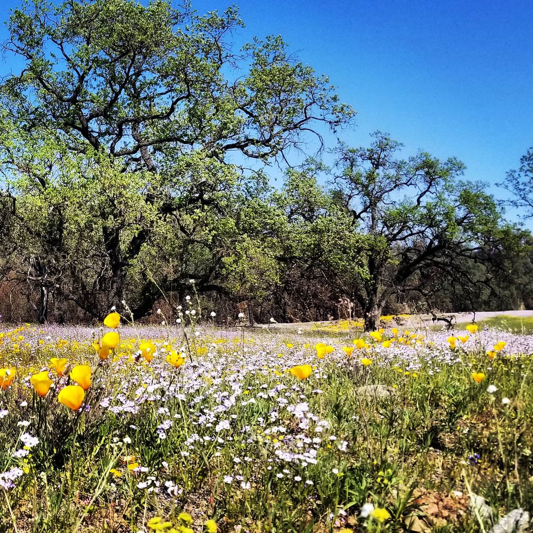 Missimer Snell Wildflower Preserve 1