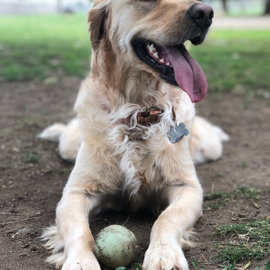 Corona Dog Park 1
