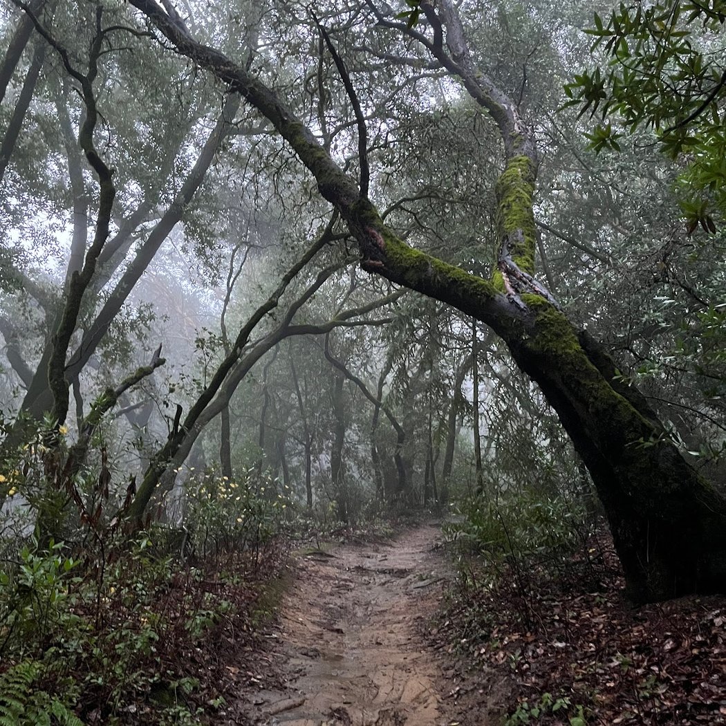 Redwood Peak 2