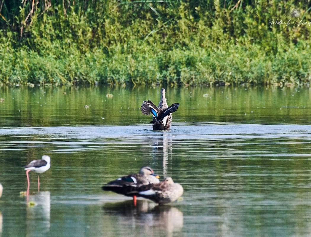 Saul Kere Bird Walk 2