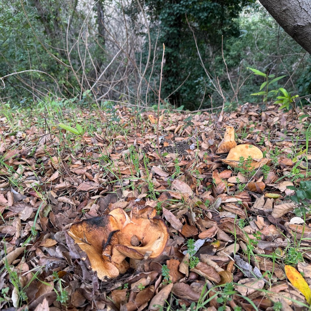 Lafayette/Moraga Regional Trail Parking 2