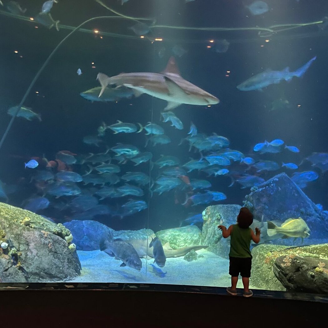 Ocean Wonders: Sharks! 2