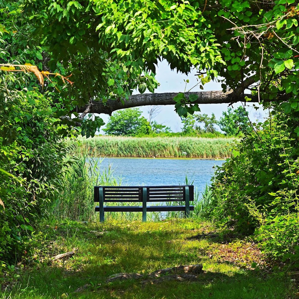 Bird Watching Bench 1