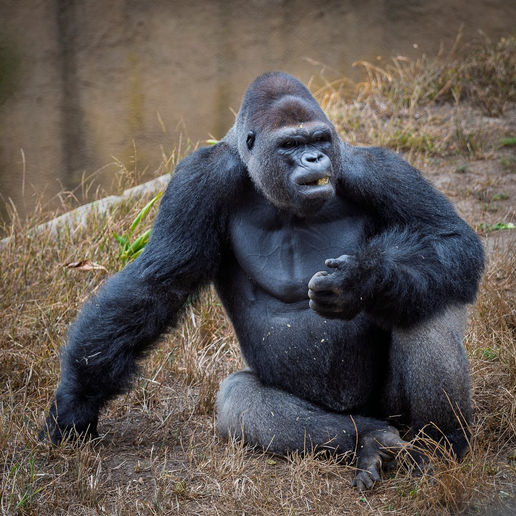 Father's Day at the Zoo 1