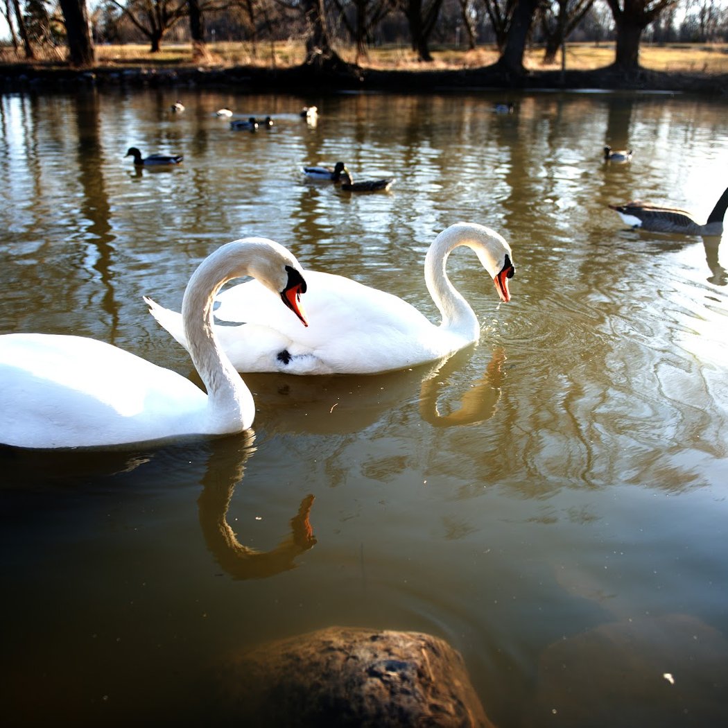 Marie Curtis Park 1