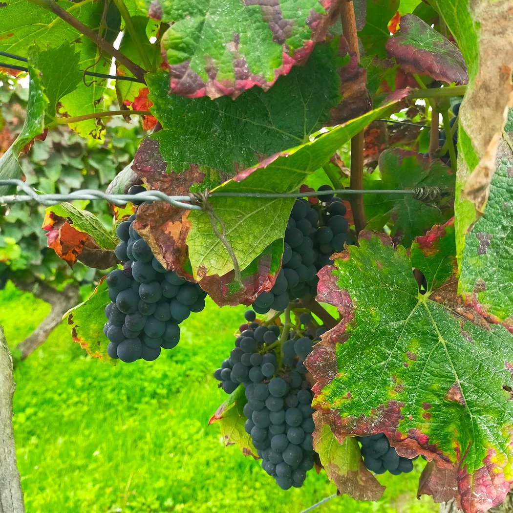 Atelier de production de vins artisanaux et dégustation oenologique 5