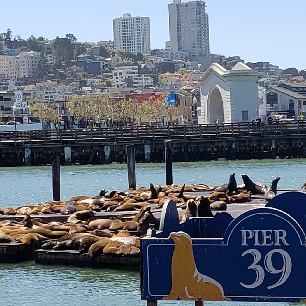 Skip The Bus: San Francisco By Luxury Van Tour 4