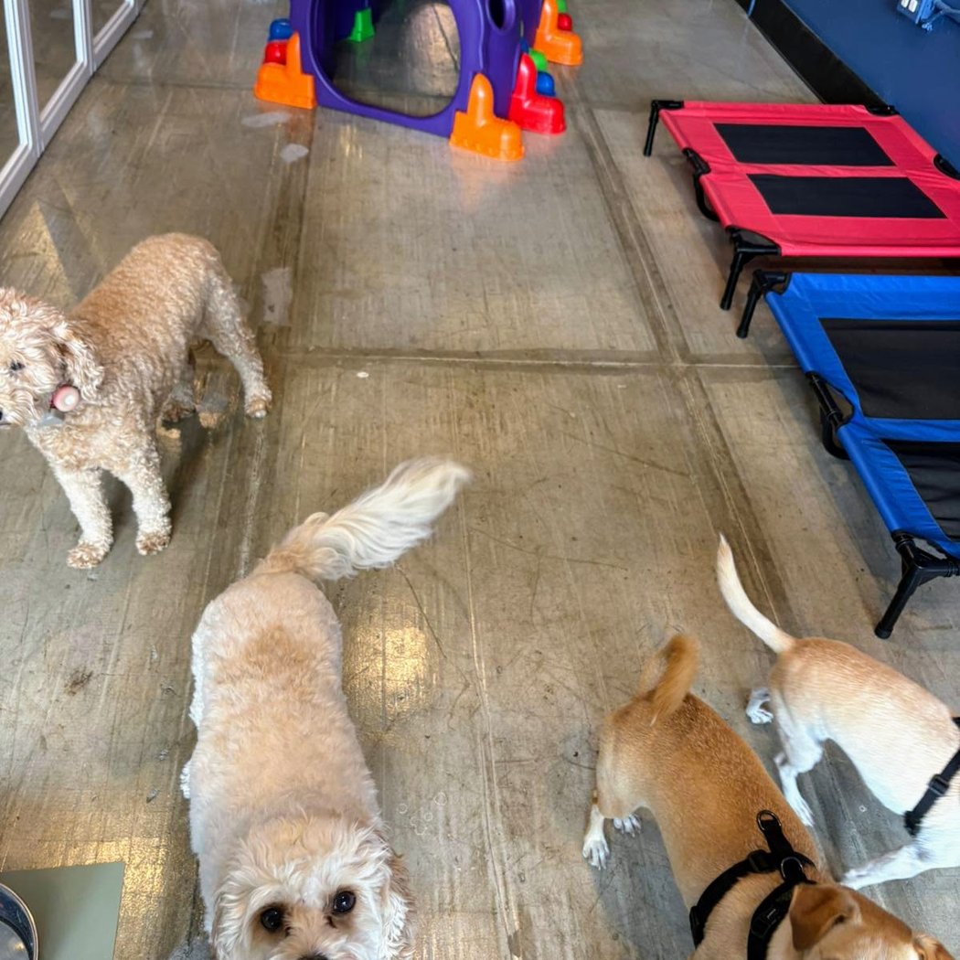Kensington Dog Club 3