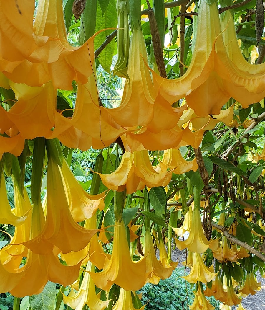 Balboa Park Tours: 5 Flavors Tour in Trees for Health Garden