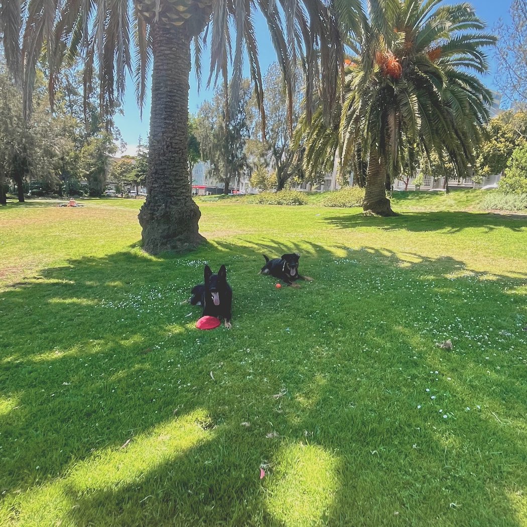 Jefferson Square Dog Play Area 1
