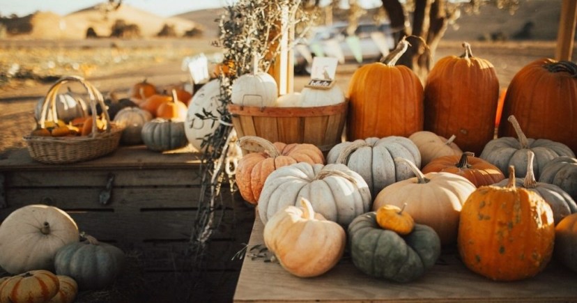 Brentwood Harvest Time & Farm 1