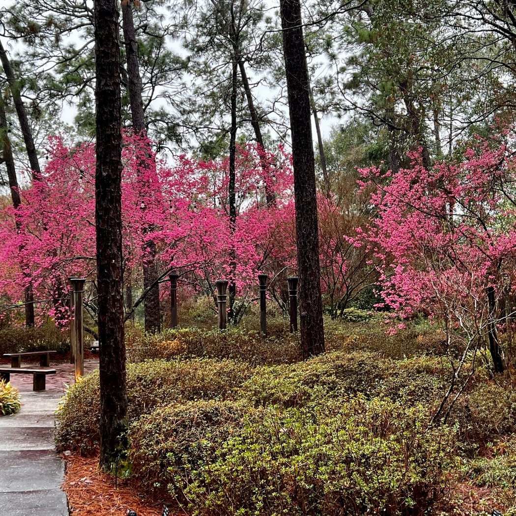 Mobile Botanical Gardens 1
