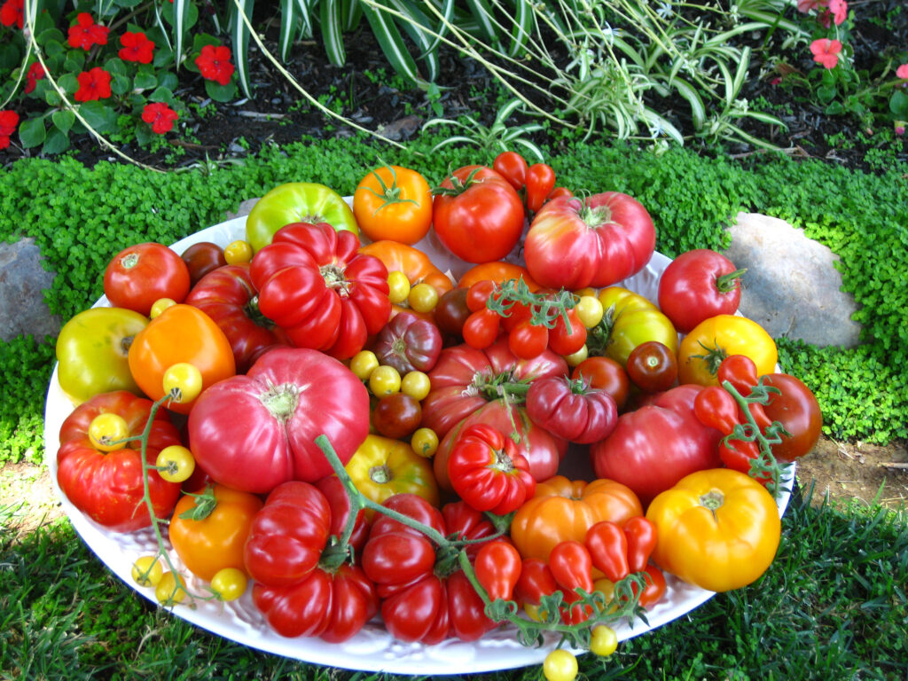Garden to Kitchen: Tomatoes Workshop 2