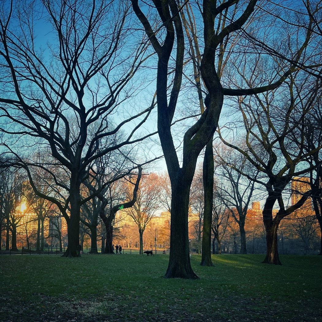 East Pinetum 1