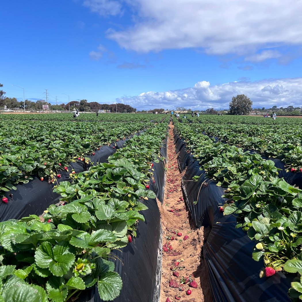 Carlsbad Strawberry Company 3