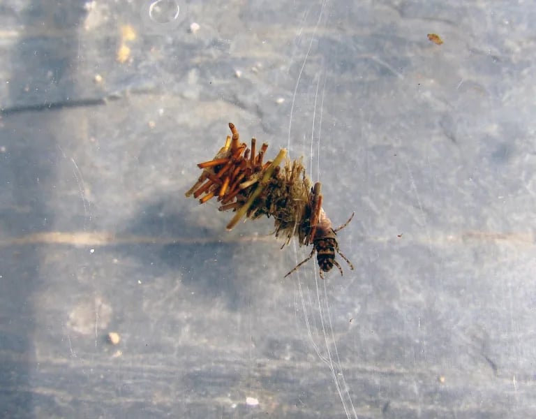 Aquatic Insects: Ecology & Use in Determining Stream Water Quality 1