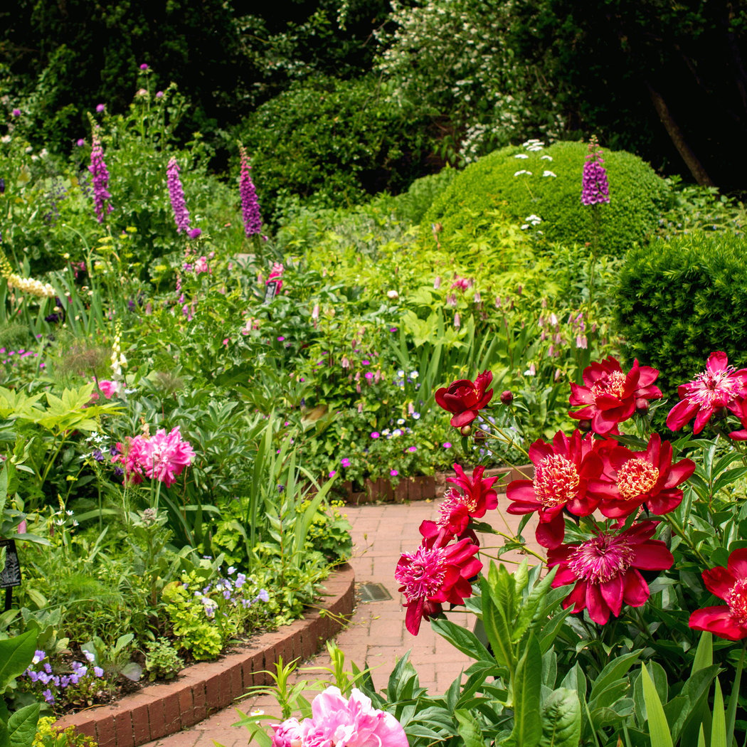 Shakespeare Garden, BBG 1