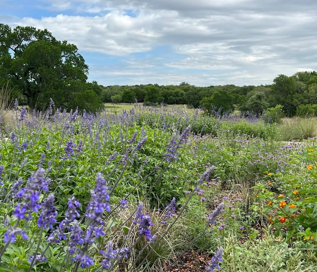 Lady Bird Johnson Wildflower Center 3
