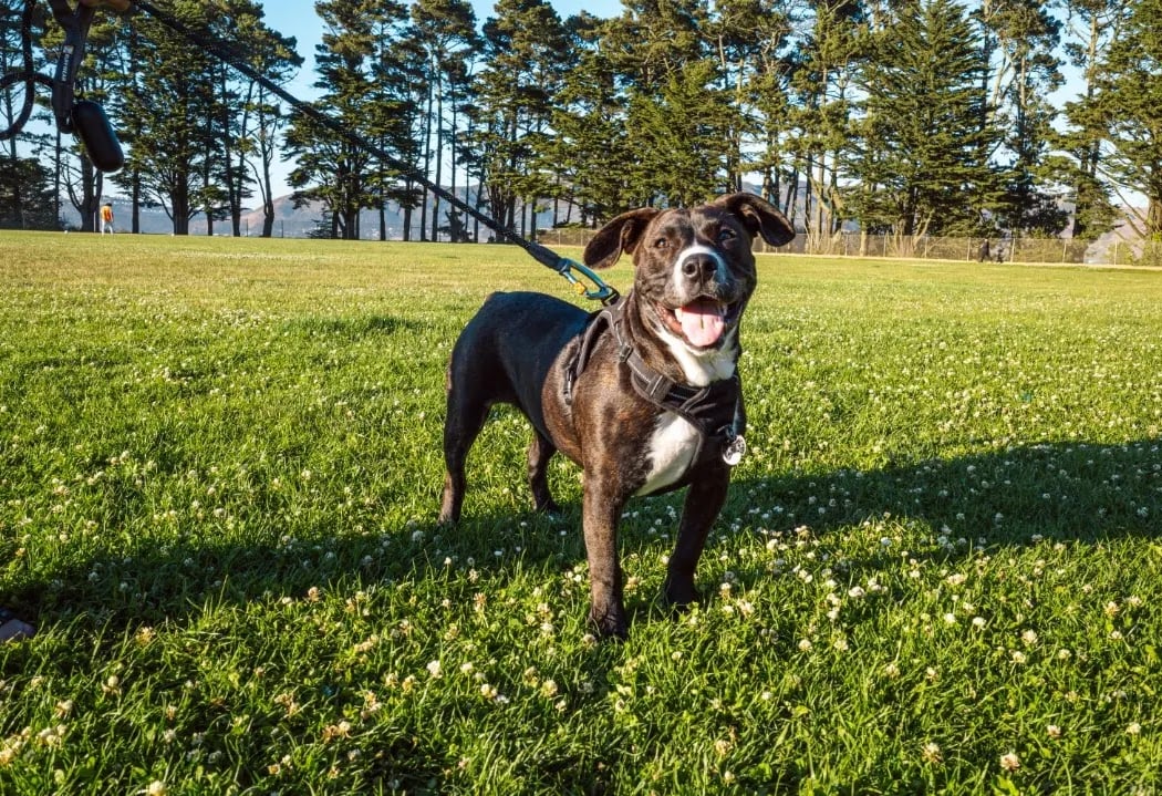 Gellert Park Dogs Association 2