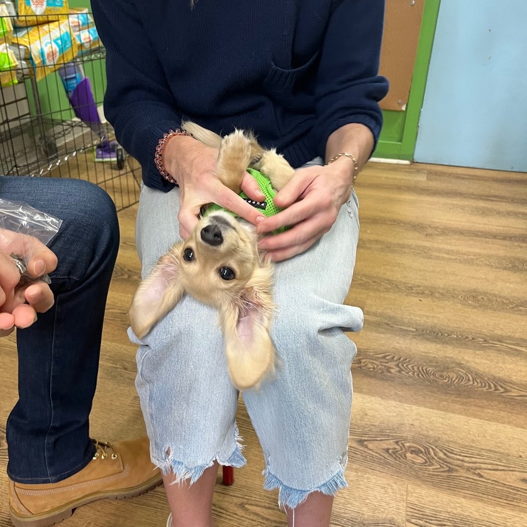 Puppy Socials 3