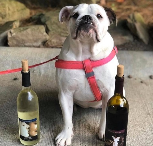 Yappy Hour 3
