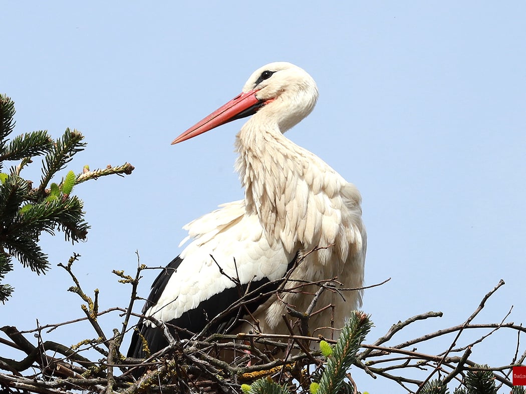 Stork Park Discovery Tour 1