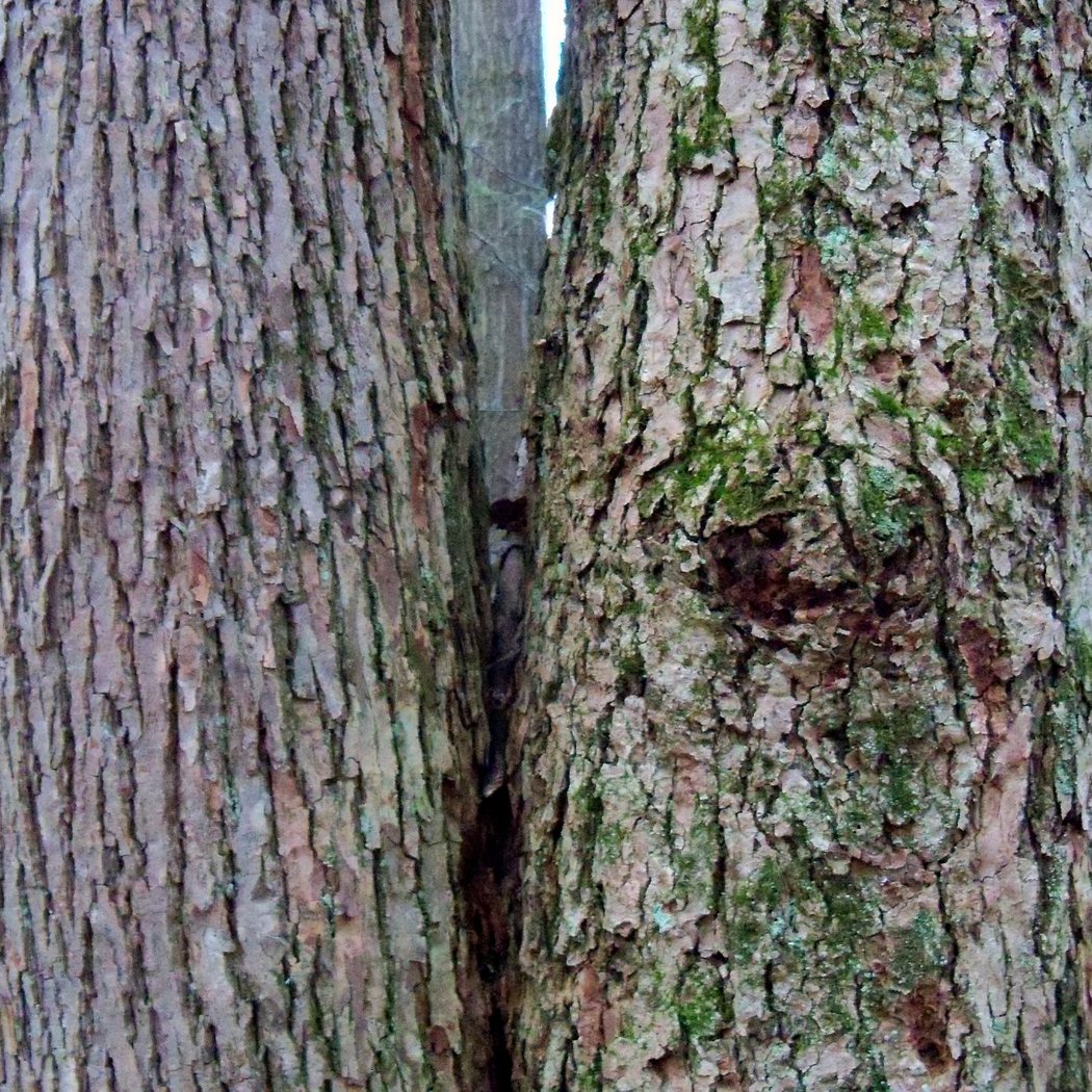 Common Pennsylvania Tree Identification and Cultural History Walk 2