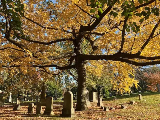 Post Turkey Day Walking Tour 1