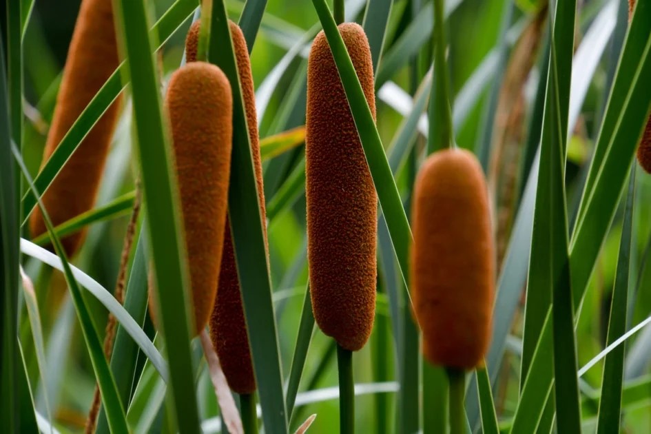Invasive Cattail Removal 2