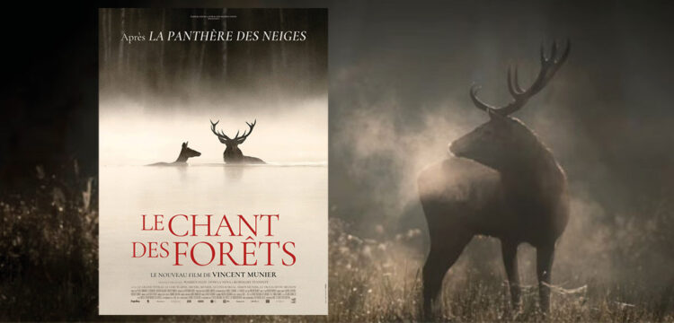 Le chant des forêts 1