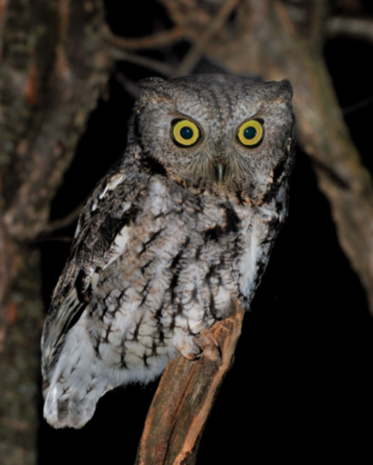 Owl Prowl 1